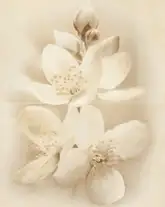 Декор Diana Flower 400x500x8 Cersanit (TDZZ1213771889)