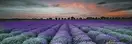 Декор Lavender Field Glass Inserto 250x750x9 Konskie (ICT1201172G1,)
