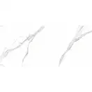 RAVIRAJ CERAMICS Плитка керамогранітна Arona Statuario POL 600x1200 Raviraj (Arona Statuario 60x120 polishe)